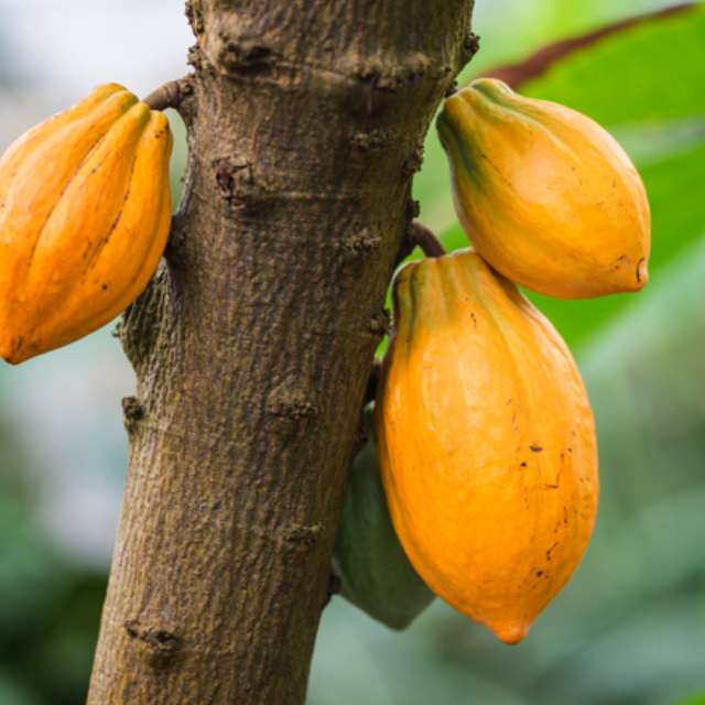Frutti dell'albero del cacao